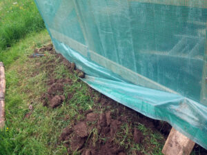 How to build a greenhouse: dig in the tarp