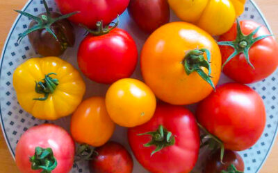 How to plant, grow and harvest tomatoes in 14 steps