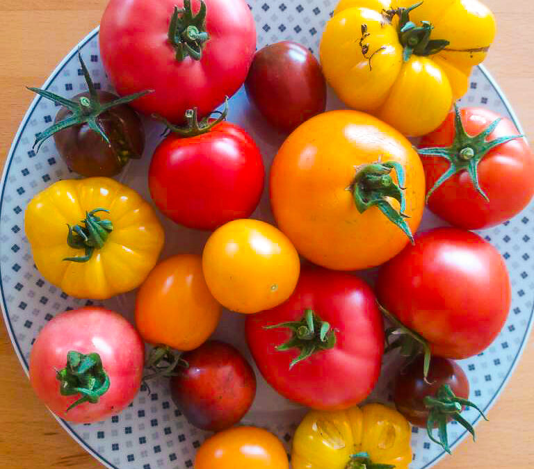 Tomato varieteis
