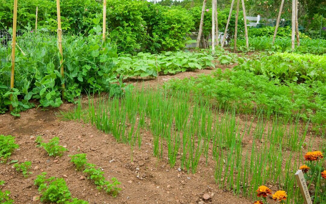 Vegetable garden
