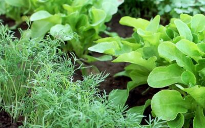 How to make a planting plan for your vegetable garden