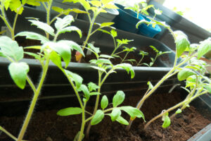 Harden off your tomatoes by carefully brushing over them