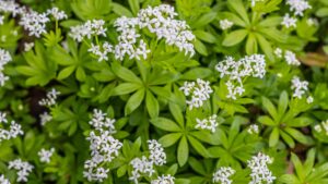 Woodruff in bloom