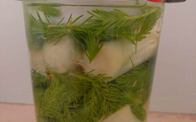 Fermented asparagus with spruce tips