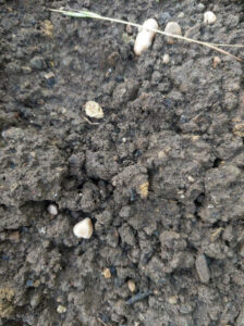 Soil