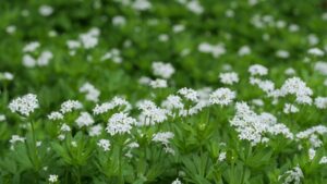 Blooming woodruff