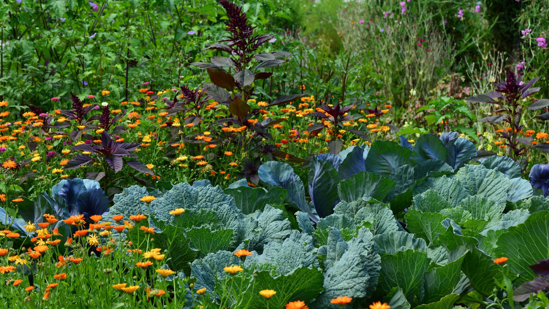 What to do in May in the garden