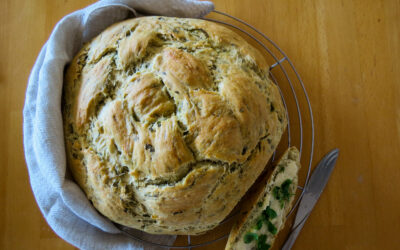 Bear’s garlic knot