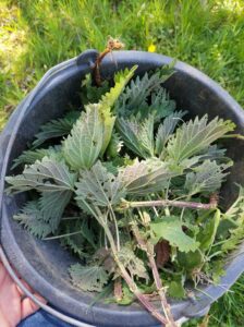 Liquid manure from stinging nettle