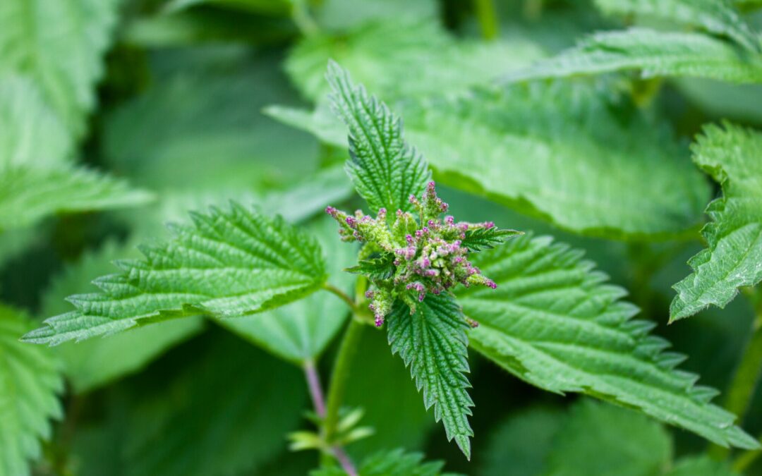Stinging nettle
