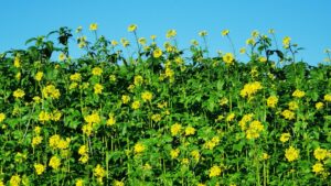 Cover crops