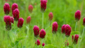 natural fertilisers from plants: crimson clover