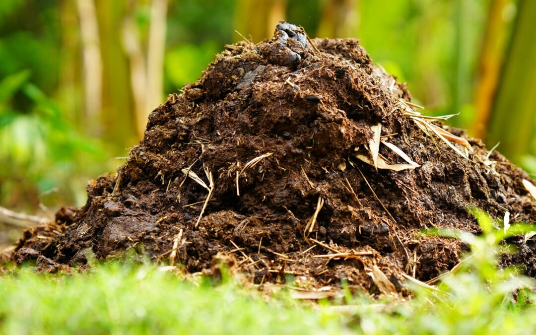 Natural fertilisers from animal: Manure heap