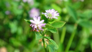 persian clover