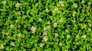 burrowing clover