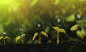 Macro nutrients for plants
