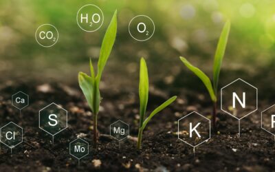 Plant Nutrients: What Your Plants Need