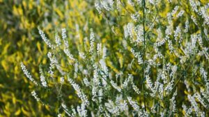 natural fertilisers from plants: sweet clover