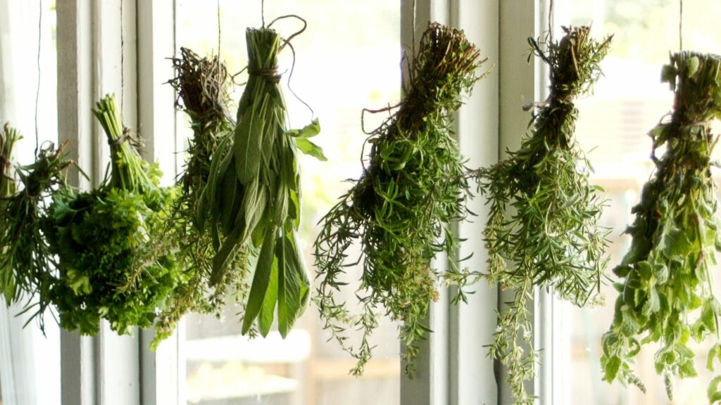 How to dry herbs