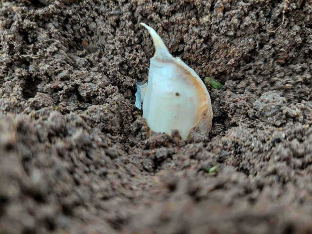 garlic clove in soil