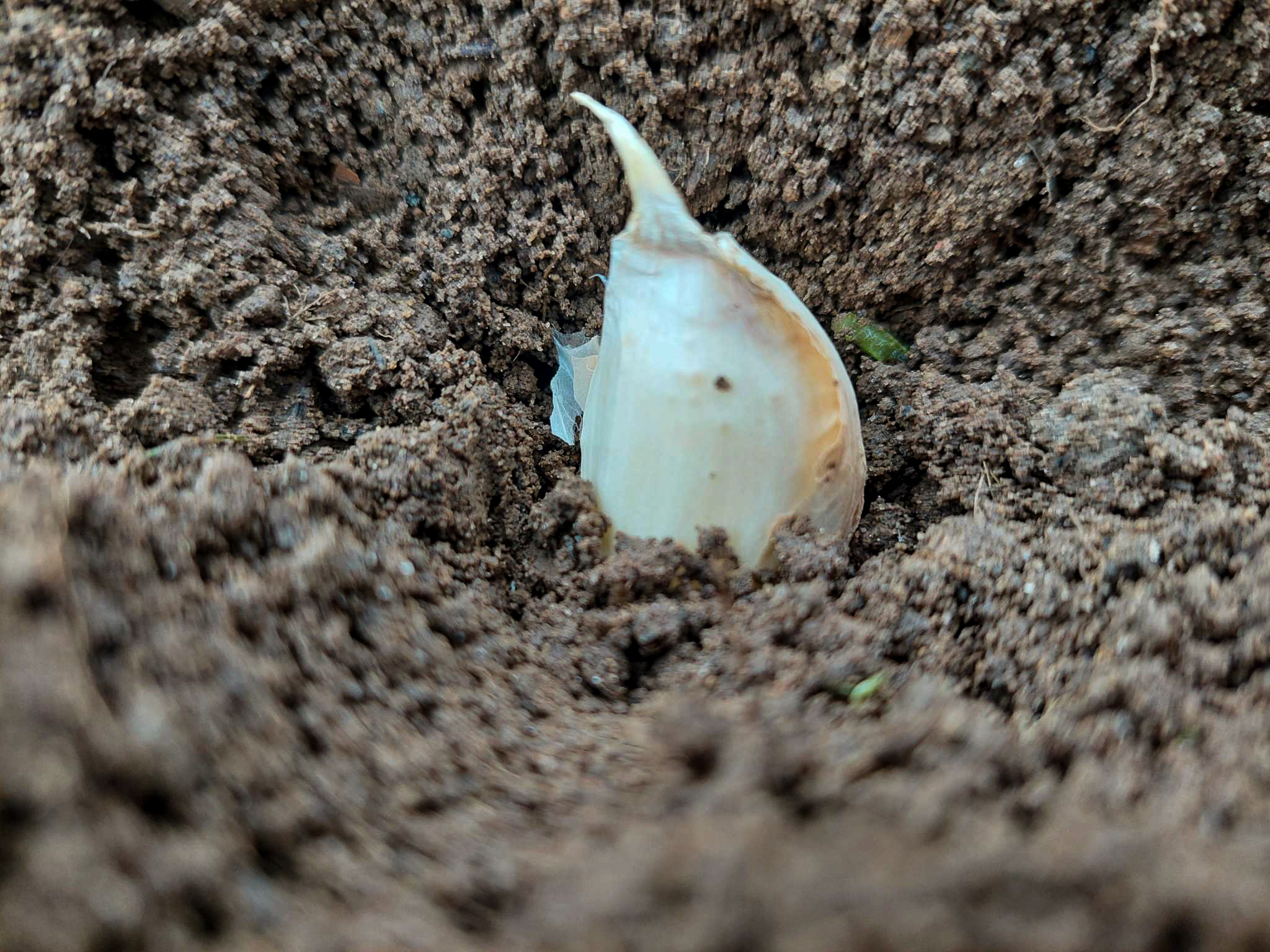 garlic clove in soil