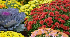 Flower garden in autumn