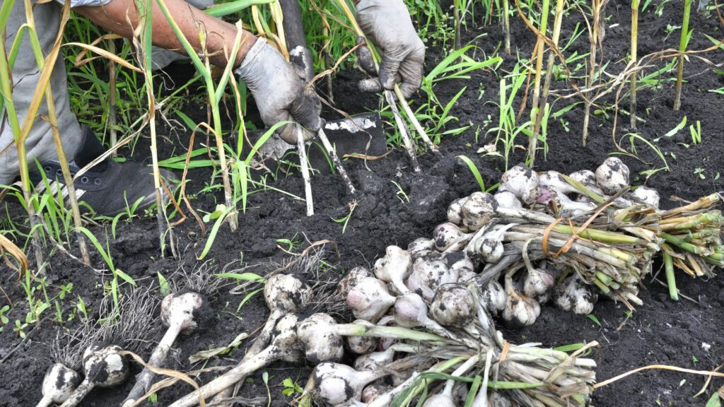 Harvesting garlic