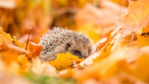 hedgehog