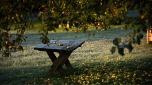 Orchard