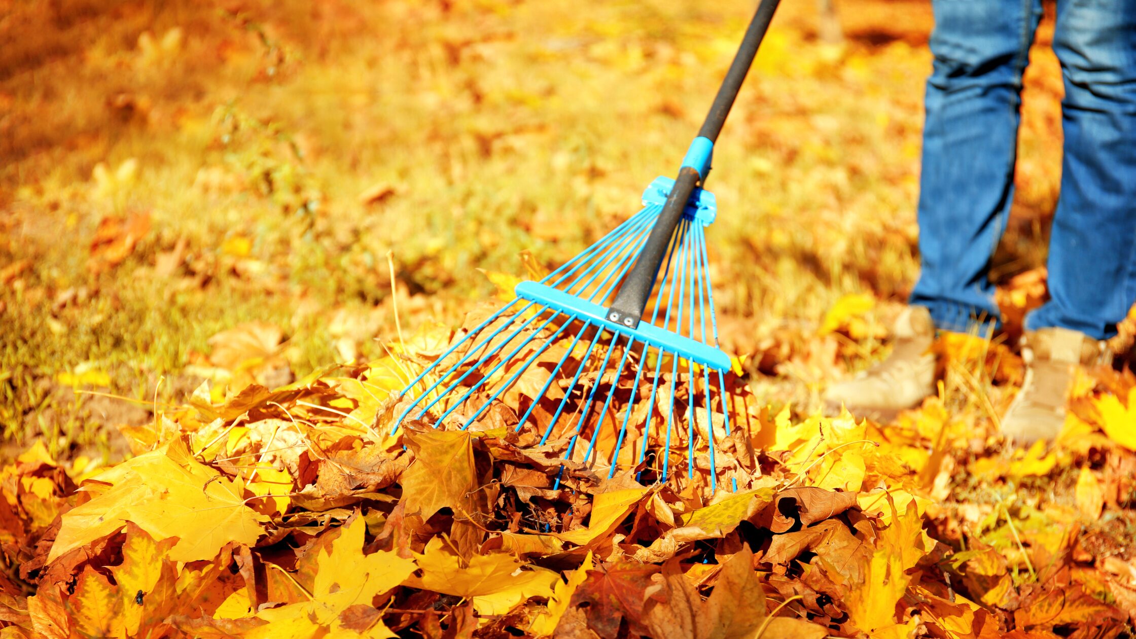 Autumn garden cleanup