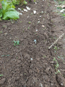 Garlic cloves planted in a row