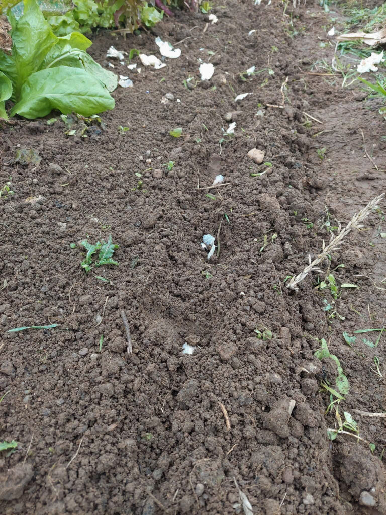 Garlic cloves planted in a row