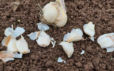 What To Sow and Plant in October