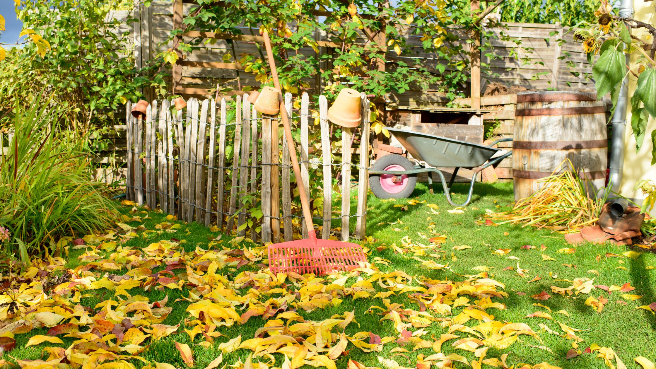 Vegetable garden