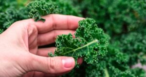 Kale