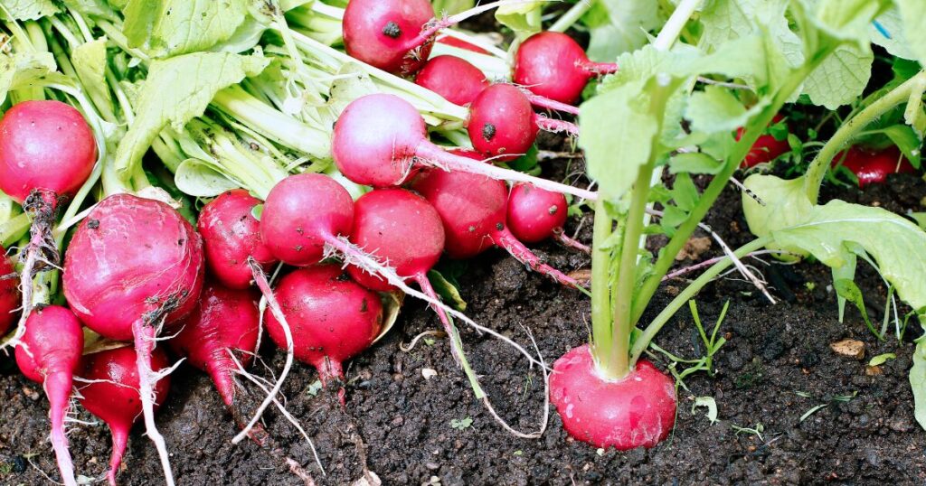 Radishes