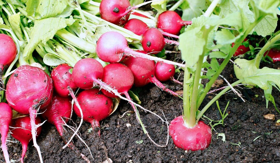 How To Ferment Radishes: Two Easy Recipes for Spring’s First Harvest