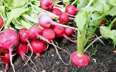How To Ferment Radishes: Two Easy Recipes for Spring’s First Harvest