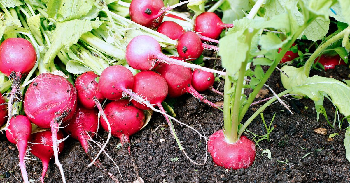 Radishes