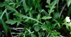 Rocket salad