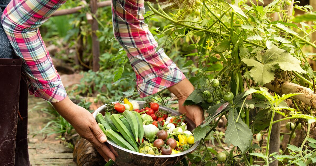 Easy vegetables for beginners