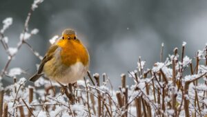 Bird in winter