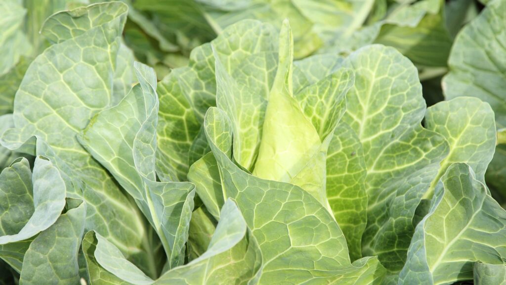 White cabbage head