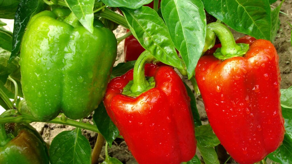 Bell peppers in red and green on a plant