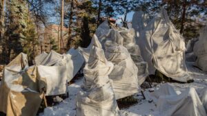 protect your plants against the frost