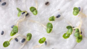 Check if your seeds can still germinate