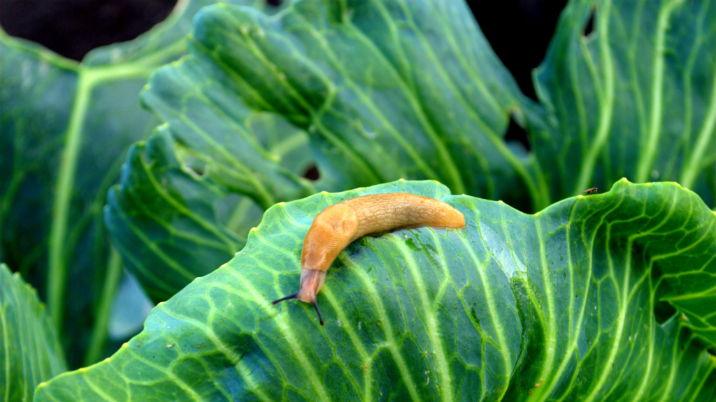 Slug on cabbage