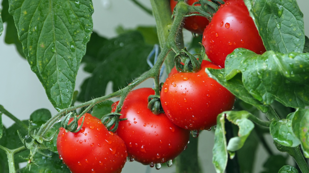 Tomatoes