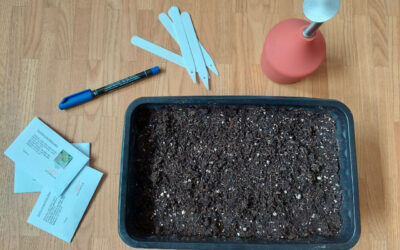 Seed Starting for Beginners: Complete Guide (2026)