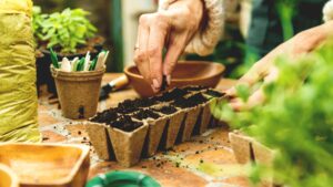Hand sowing seeds in pots